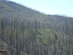 tree graveyard in the national forests