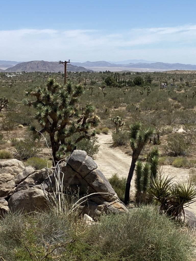 Joshua Tree and desert landscape in the Yucca Valley area. 